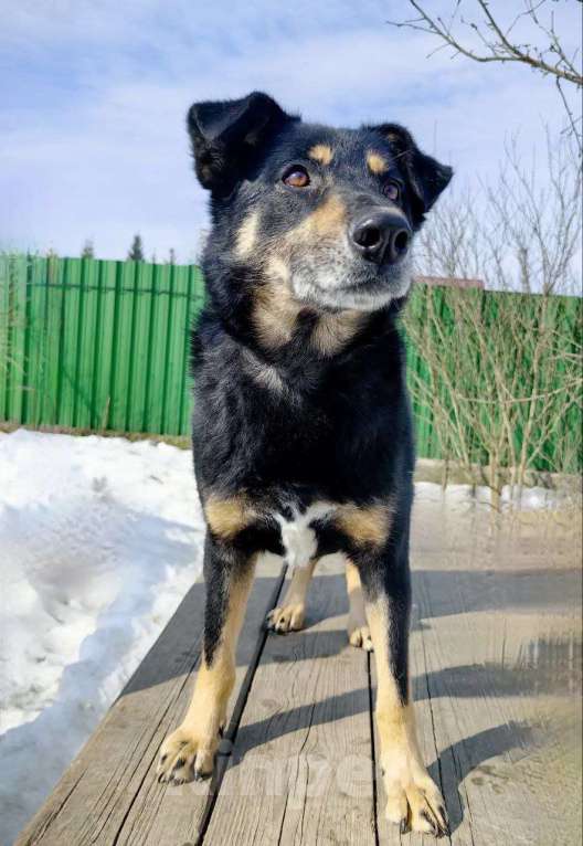 Собаки в Москве: Умный, верный, ласковый пес Жорж ищет дом Мальчик, Бесплатно - фото 5