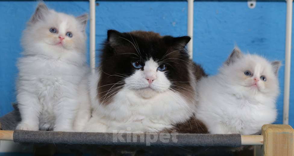 Кошки в Санкт-Петербурге: РЭГДОЛЛ ДЕВОЧКА Девочка, 80 000 руб. - фото 1