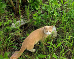 Кошки в Самаре: Молодой котик ищет семью Мальчик, 5 руб. - фото 3