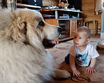 Собаки в Москве: Щенки ШОУ-КЛАССА Пиренейская горная собака Девочка, 100 000 руб. - фото 3