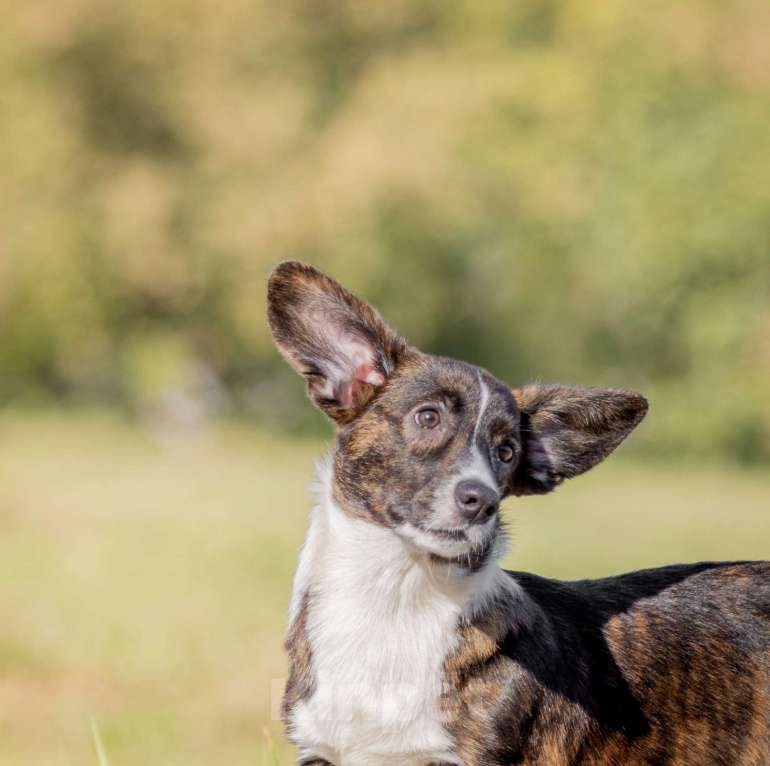 Собаки в других городах Московской области: Янита  Девочка, 30 000 руб. - фото 3