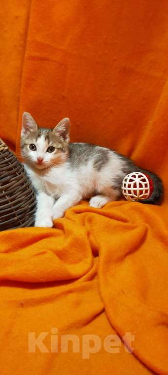 Кошки в Ливны: Милые котята ищут дом, Бесплатно - фото 1