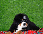 Собаки в Москве: Девочка Бернский зенненхунд  Девочка, 120 000 руб. - фото 3