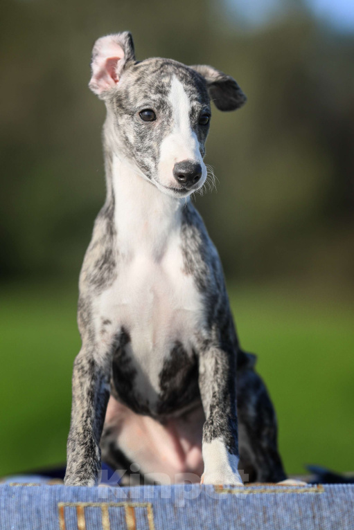 Собаки в Москве: Невероятно красивая тигровая девочка уиппет ШОУ класса Девочка, 50 000 руб. - фото 7