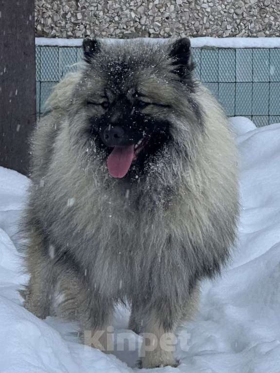 Собаки в Москве: Терри-Мак Из Воронцовского Дворца  Мальчик, 70 000 руб. - фото 7
