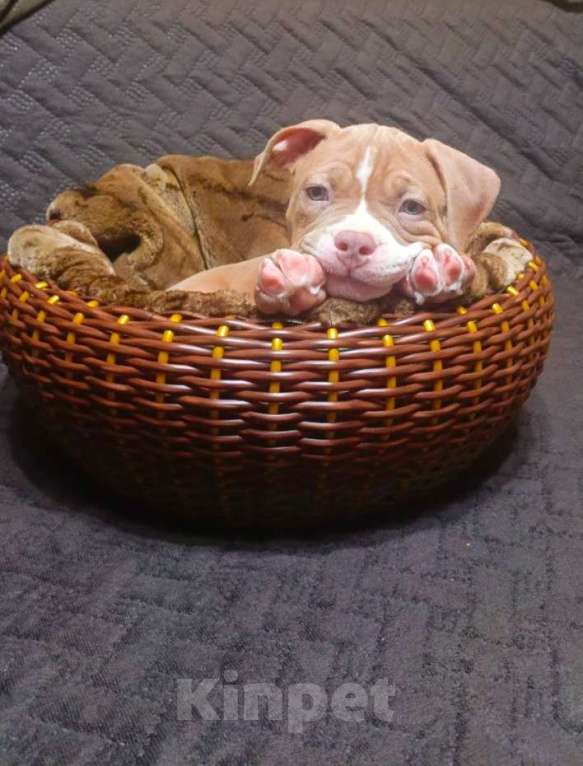 Собаки в Орске: Американский булли покет Разнополые, Бесплатно - фото 6