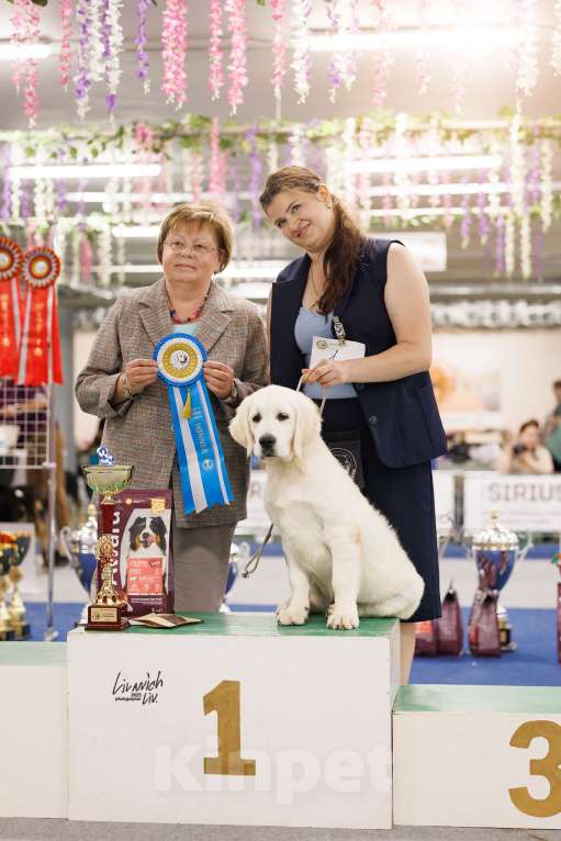 Собаки в других городах Московской области: 5 месяцев малыши Мальчик, 75 000 руб. - фото 2