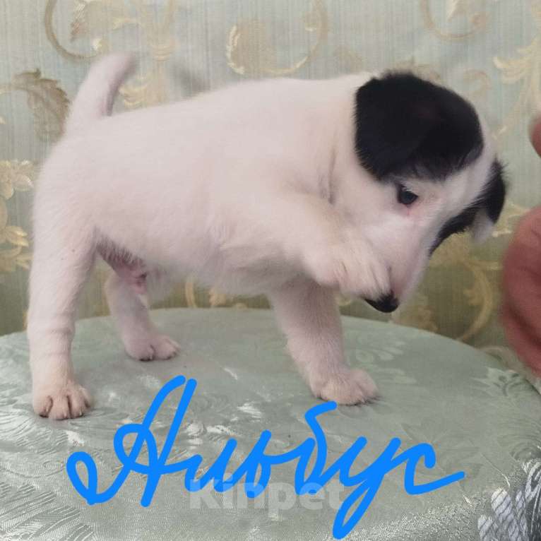 Собаки в Новосибирске: Фокстерьер гладкошерстный Мальчик, 40 000 руб. - фото 1