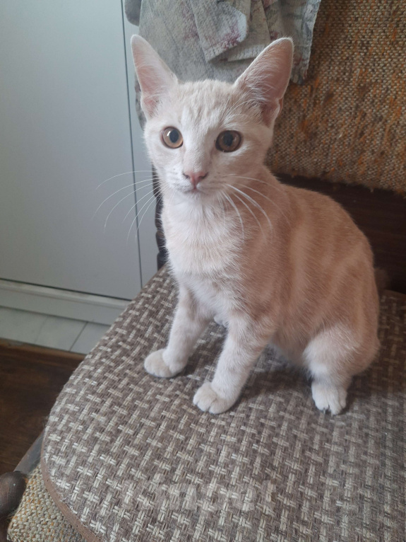 Кошки в Севастополе: Котенок в добрые руки Мальчик, Бесплатно - фото 4