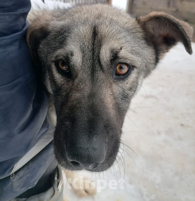 Собаки в других городах Ленинградской области: Милый волчонок Атари Мальчик, 100 руб. - фото 3