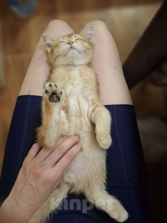 Кошки в Москве: Шотландский котик золотая шиншилла  Мальчик, 30 000 руб. - фото 7
