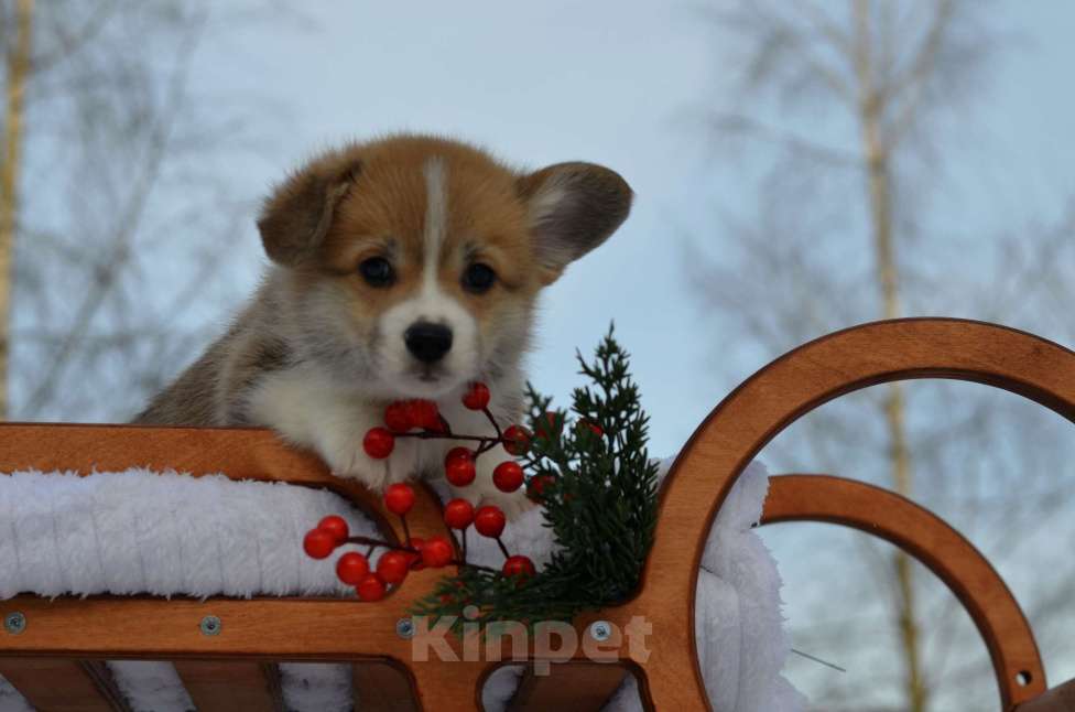 Собаки в Хотьково: Щенок вельш корги пемброк Мальчик, 60 000 руб. - фото 2