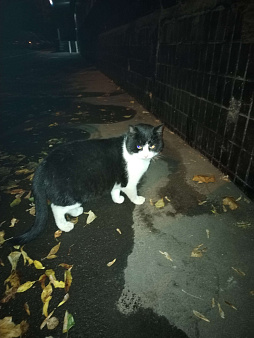 Объявление: Потеряшка кот, 1 руб., Москва