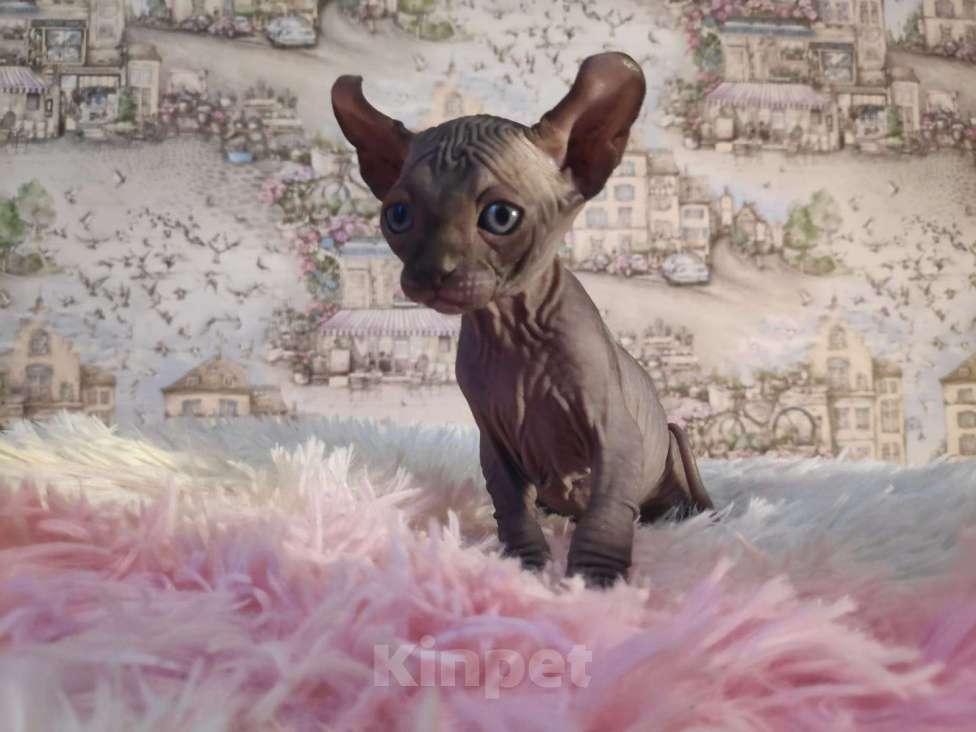 Кошки в Домодедово: Канадский сфинкс эльф котенок Девочка, 20 000 руб. - фото 2