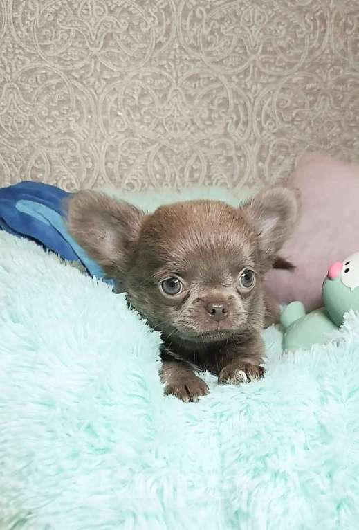 Собаки в Новосибирске: Длинношерстный лиловый мини-мальчик! Мальчик, Бесплатно - фото 4