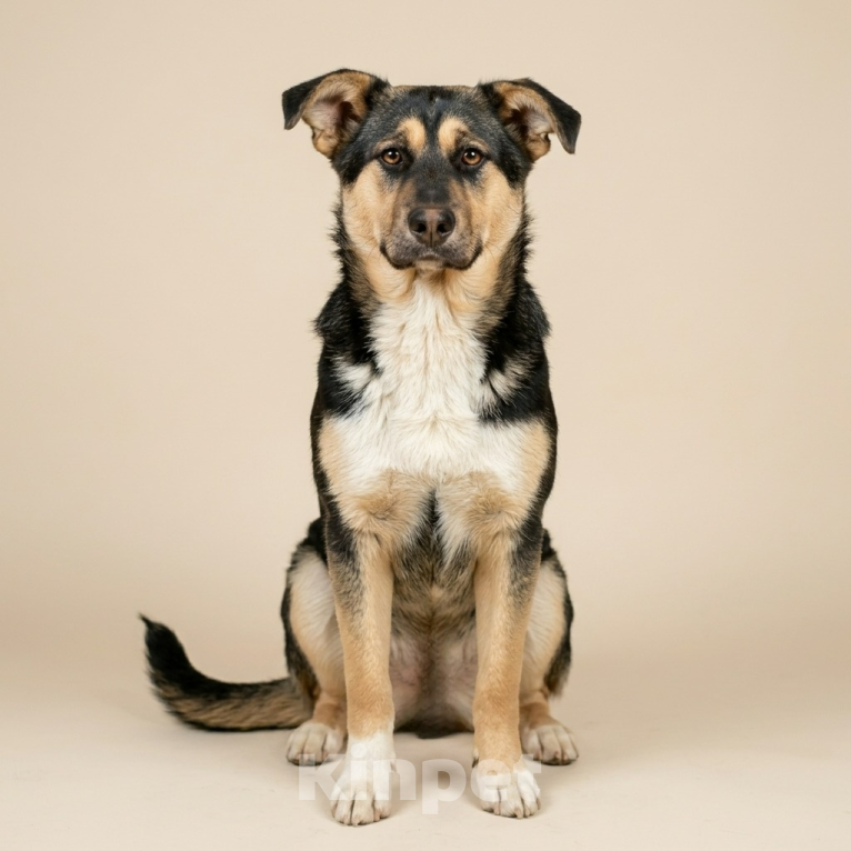 Собаки в Москве: щенок Ника ждет семью Девочка, Бесплатно - фото 2