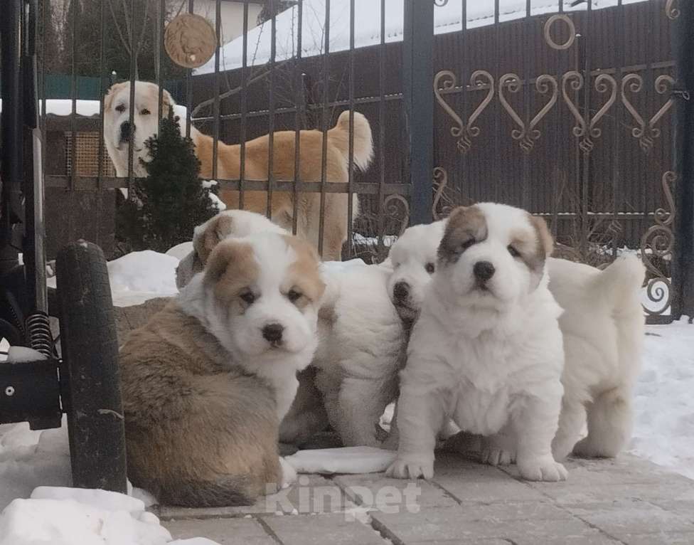 Собаки в Пскове: Рыжий красавчик 🧡  Мальчик, 75 000 руб. - фото 1