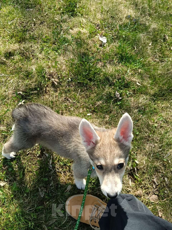 Собаки в Москве: Метис Лайки в добрые руки Мальчик, Бесплатно - фото 2