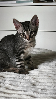 Котенок мальчик