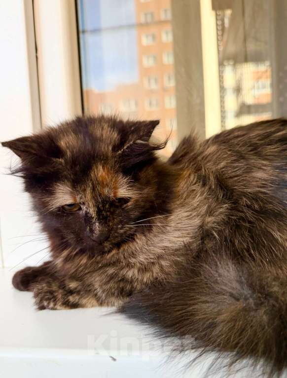 Кошки в Москве: пушистая котенок Пэрис в добрые руки Девочка, Бесплатно - фото 2