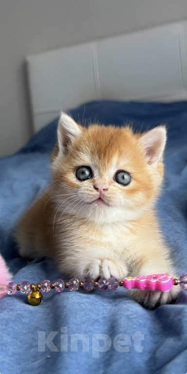 Кошки в Калининграде: Британская золотая шиншилла. Котята Девочка, 80 000 руб. - фото 1