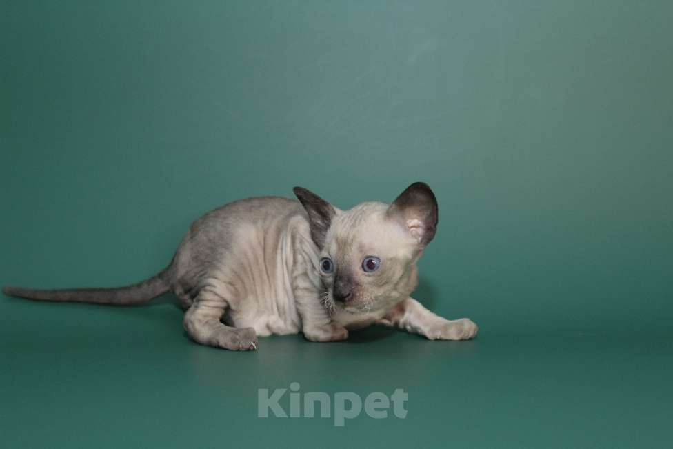 Кошки в Москве: Котик редкий окрас с аквамариновыми глазами Мальчик, 80 000 руб. - фото 2