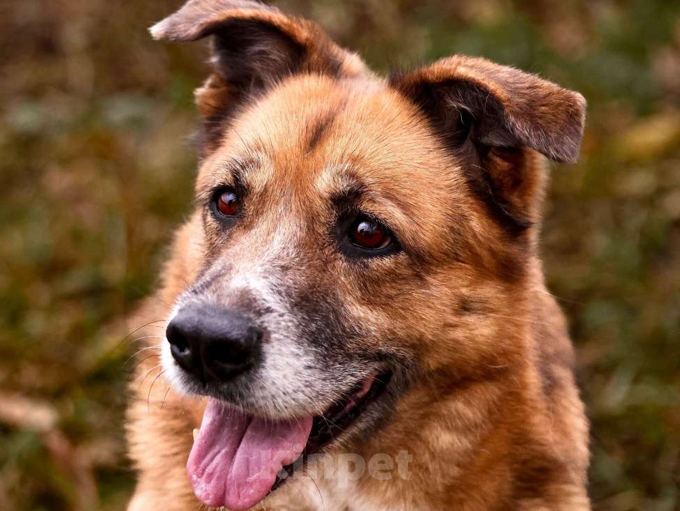 Собаки в Москве: Собака из приюта в добрые руки Девочка, Бесплатно - фото 3