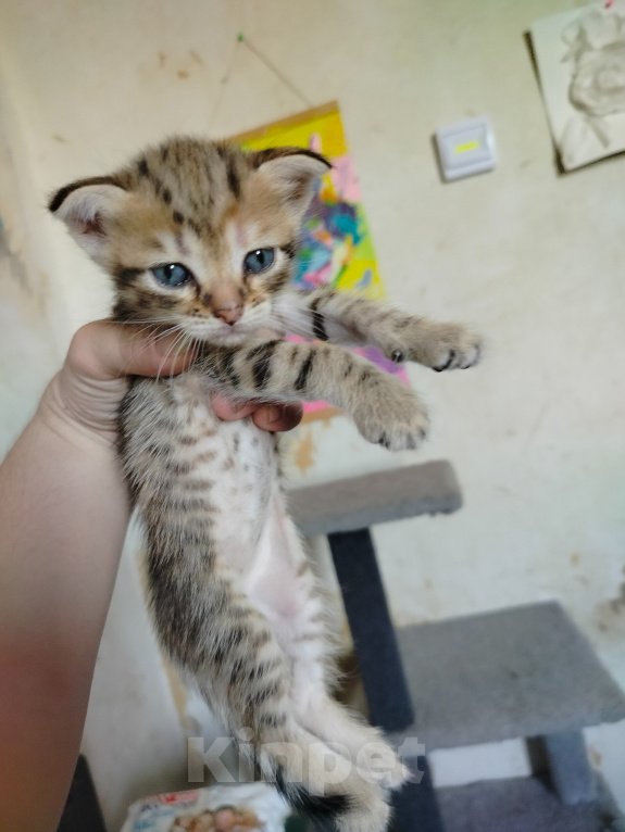 Кошки в Ростове-на-Дону: Шотландские котята Девочка, 5 000 руб. - фото 1