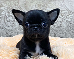 Собаки в Москве: Щенки чихуахуа  Девочка, Бесплатно - фото 3