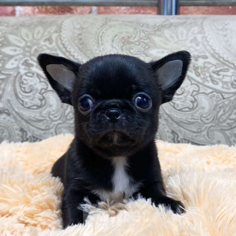 Собаки в Москве: Щенки чихуахуа  Девочка, Бесплатно - фото 3