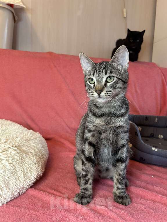 Кошки в Мурином: Котёнок подросток Симба продолжает искать хозяина Мальчик, Бесплатно - фото 5