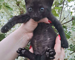 Кошки в Москве: Чёрный котёнок в добрые руки Мальчик, Бесплатно - фото 6
