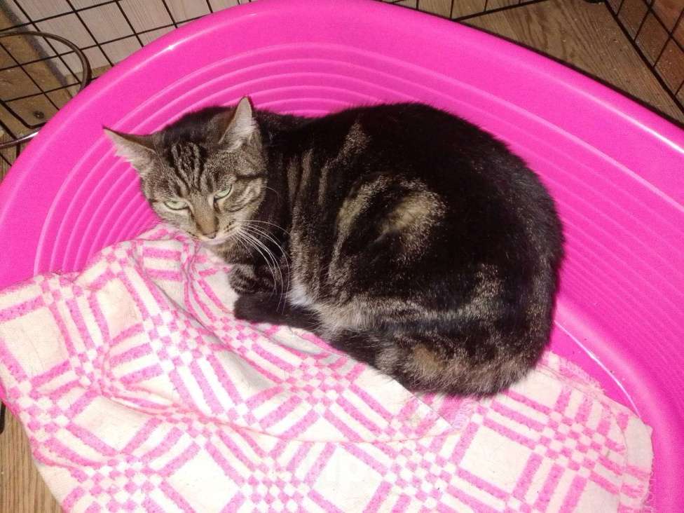 Кошки в Москве: Метис бенгальской породы мраморного окраса Милли в дар Девочка, 1 руб. - фото 3