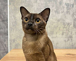 Кошки в Казани: Европейская бурма Девочка, 50 000 руб. - фото 2