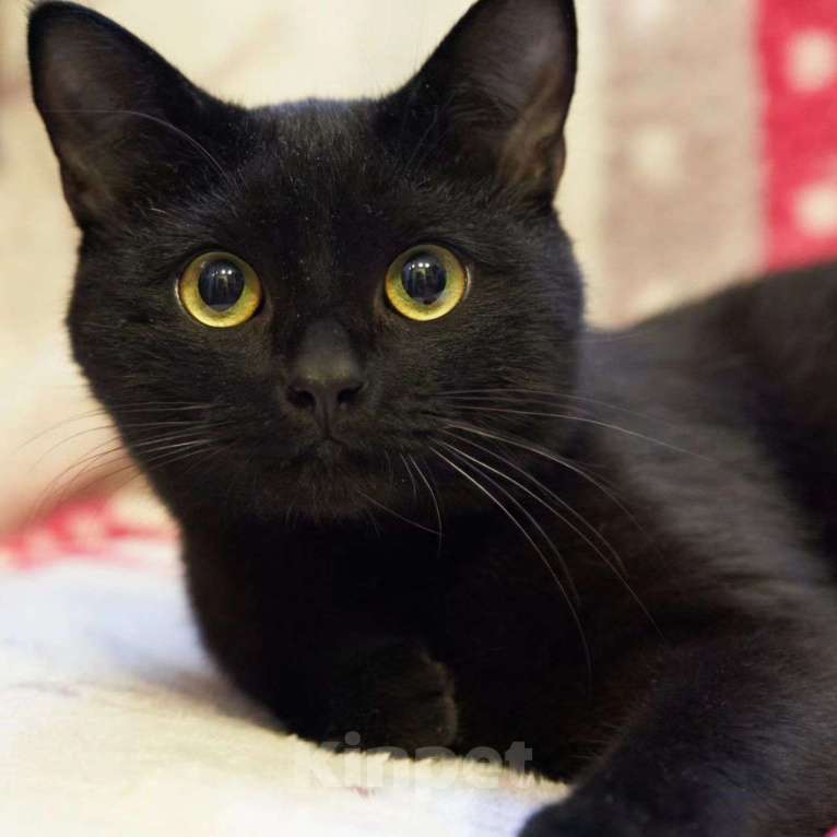 Кошки в Москве: Маратика выкинули хозяева Мальчик, Бесплатно - фото 4