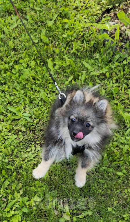 Собаки в Москве: Мишка мимишка Мальчик, 35 000 руб. - фото 4