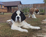 Собаки в Балашихе: Щенок сенбернара Мальчик, 40 000 руб. - фото 2