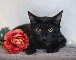 Кошки в Новомичуринске: Чёрный кот, 100 руб. - фото 2