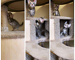 Кошки в Теберде: Бенгальские котята, 10 руб. - фото 2