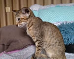 Кошки в Калининграде: Ориентальные котята Девочка, 30 000 руб. - фото 5