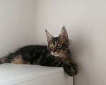 Кошки в Краснодаре: Мейн-куны с документами Мальчик, 15 000 руб. - фото 11