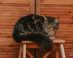 Кошки в Екатеринбурге: Котёнок Мейн-кун Девочка, 12 000 руб. - фото 7