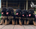 Собаки в Белгороде: щенки немецой овчарки д/ш  , 35 000 руб. - фото 1