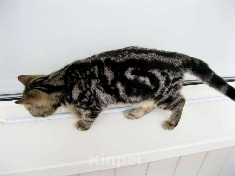 Кошки в Ставрополе: Котенок черный мраморный Мальчик, 5 000 руб. - фото 2