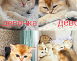 Кошки в Курганинске: Котенок британской золотой шиншиллы. Мальчик, 12 000 руб. - фото 1