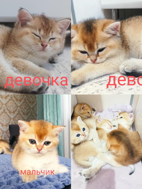 Кошки в Курганинске: Котенок британской золотой шиншиллы. Мальчик, 12 000 руб. - фото 1