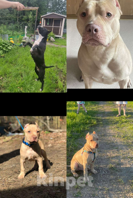 Собаки в Санкт-Петербурге: Продаем Девочка, 29 000 руб. - фото 10