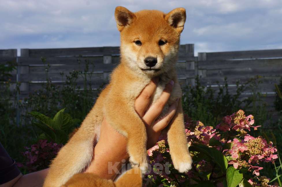 Собаки в других городах Московской области: Щенки Сиба-Ину (девочка с желтым ошейником) Девочка, 80 000 руб. - фото 2