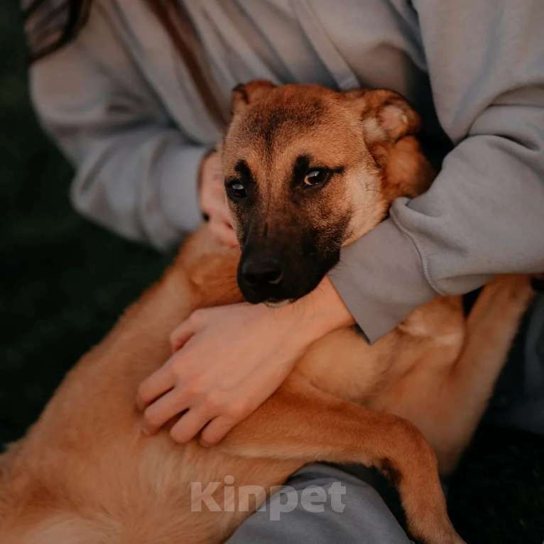 Собаки в Москве: Изящная девочка Джуди ищет свою семью! Девочка, Бесплатно - фото 1