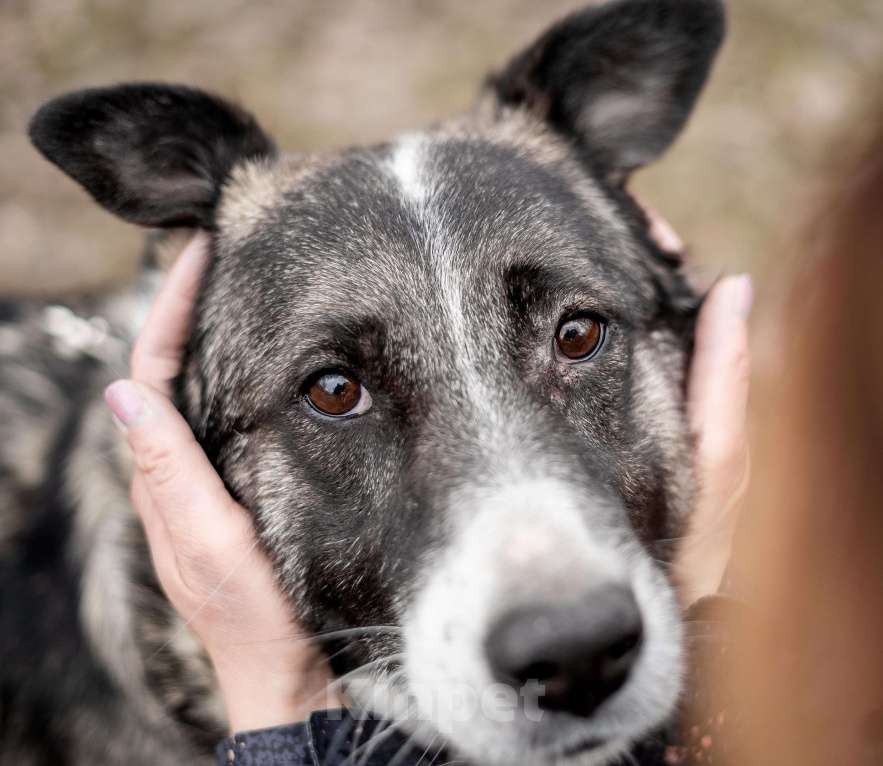 Собаки в Москве: Джек. 5 лет дома и в приют... Мальчик, Бесплатно - фото 4